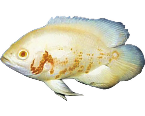 Albino-Oskar-Zierfisch