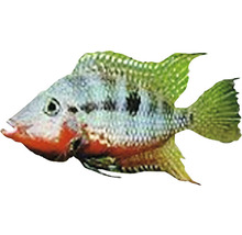 Geophagus Cichlide Fisch für Aquarien