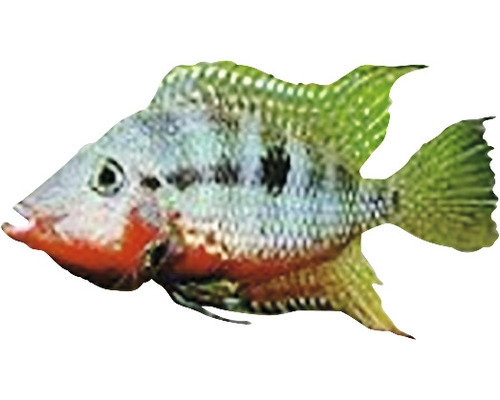 Geophagus Cichlide Fisch für Aquarien
