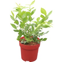 Heidelbeer-Pflanze im Topf