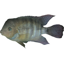 Buntbarsch