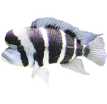 Buntbarsch mit Streifenmuster für Aquarien
