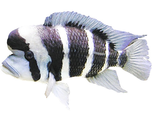 Buntbarsch mit Streifenmuster für Aquarien