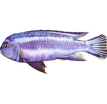 Blauer Malawisee-Buntbarsch