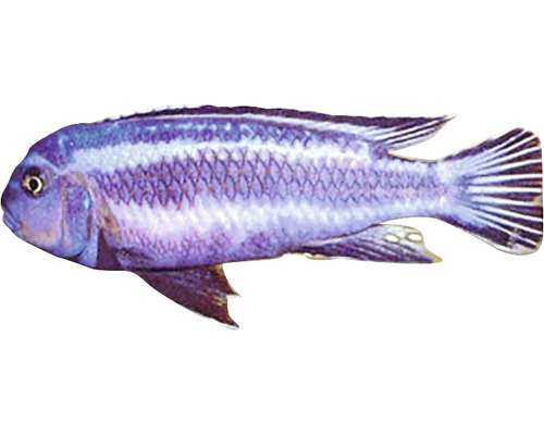 Blauer Malawisee-Buntbarsch