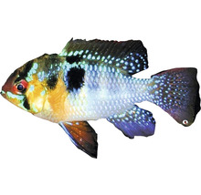 Zierfisch Buntbarsch im Profil