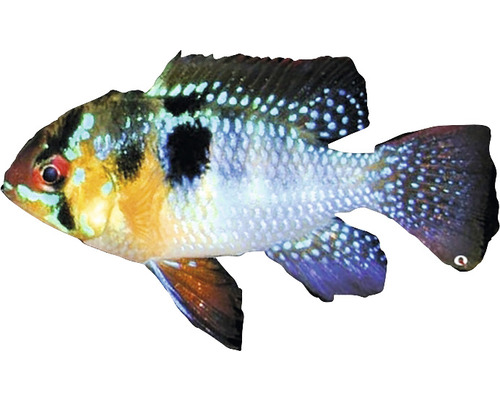 Zierfisch Buntbarsch im Profil