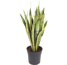 Sansevieria Pflanze im Topf