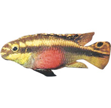 Purpurprachtbarsch Fisch