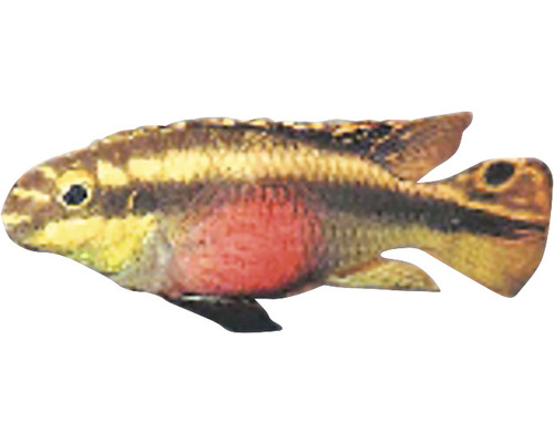 Purpurprachtbarsch Fisch