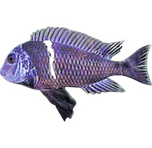 Blauer Malawisee-Buntbarsch für Aquarien