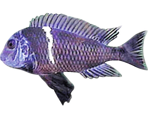 Blauer Malawisee-Buntbarsch für Aquarien