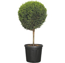 Kugel Lebensbaum im Topf