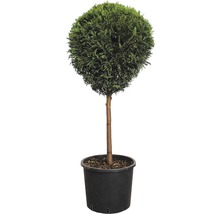 Kugelthuja im Topf