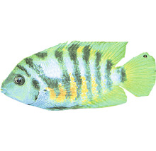 Buntbarsch