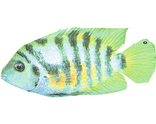 Buntbarsch