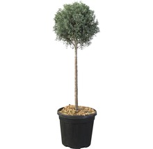 Kugelzypresse im Topf