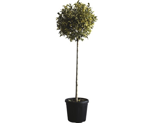 Ligustrum ovalifolium 'Aureum' Halbstamm FloraSelf Co 18 L Lorbeerbaum als Kugelbaum im Topf