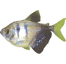 Schwarzer Phantomsalmler für Aquarien