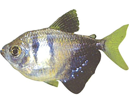 Schwarzer Phantomsalmler für Aquarien