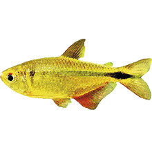 Goldener Königs-Tetra-Fisch für Aquarien