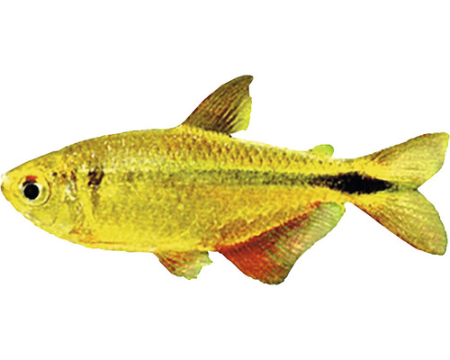 Goldener Königs-Tetra-Fisch für Aquarien