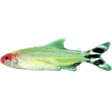 Leuchttetra Fisch für Aquarien