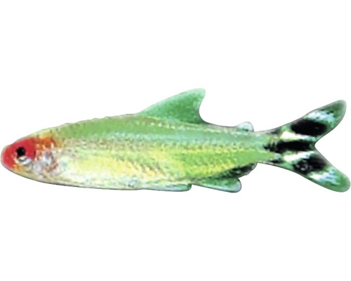 Leuchttetra Fisch für Aquarien