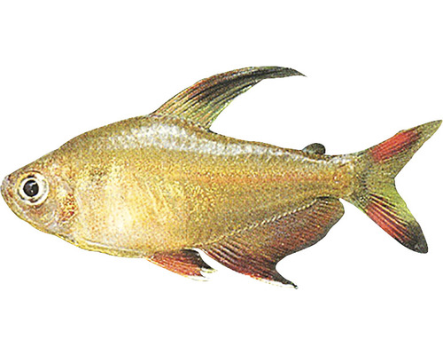 Kongo-Tetra Fisch für Aquarien