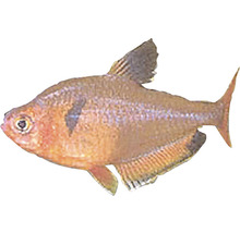 Blutsalmler