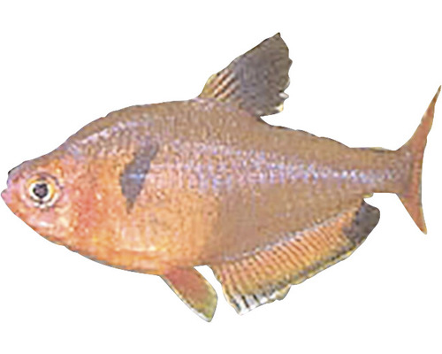 Blutsalmler