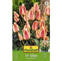 FloraSelf 10 Tulipa Greigii ''Quebec'' Blumenzwiebeln