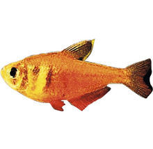 Kupfersalmler für das Aquarium