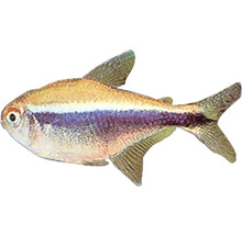 Königsflecksalmler für Aquarien