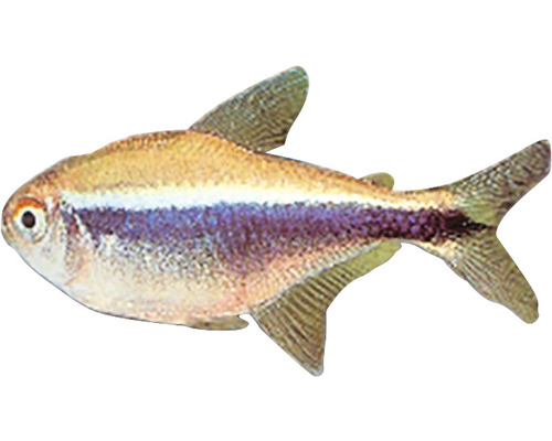 Königsflecksalmler für Aquarien