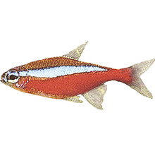 Glühlichtsalmler Fisch