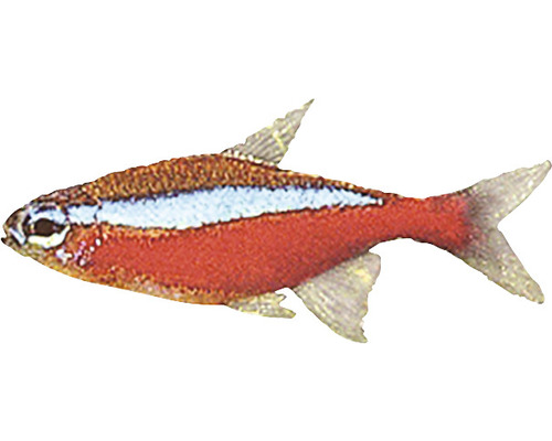 Glühlichtsalmler Fisch