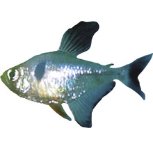 Schwarzer Phantomsalmler