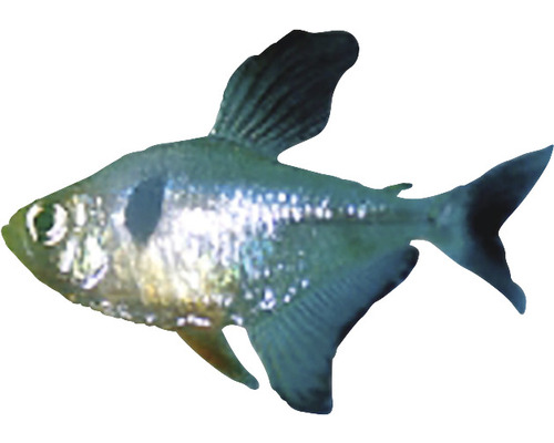 Schwarzer Phantomsalmler