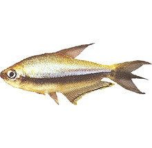 Ziersalmler