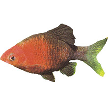 Zierfisch für das Aquarium