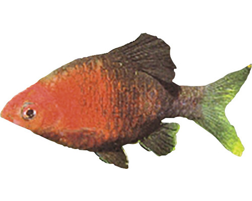 Zierfisch für das Aquarium
