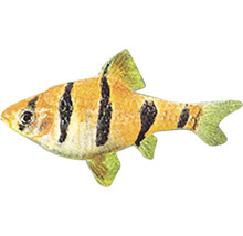 Sumatrabarbe für das Aquarium