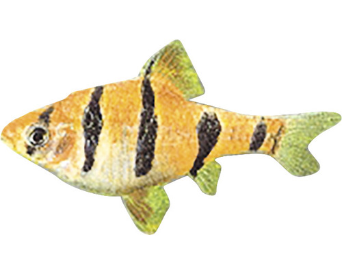 Sumatrabarbe für das Aquarium