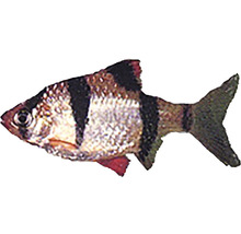 Sumatrabarbe für Aquarien