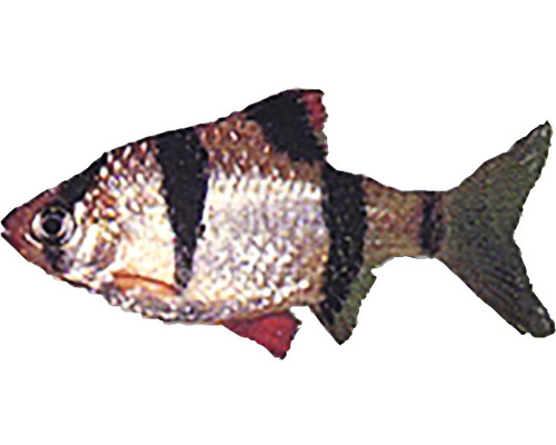 Sumatrabarbe für Aquarien