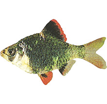 Purpurkopfbarbe Fisch für Aquarien