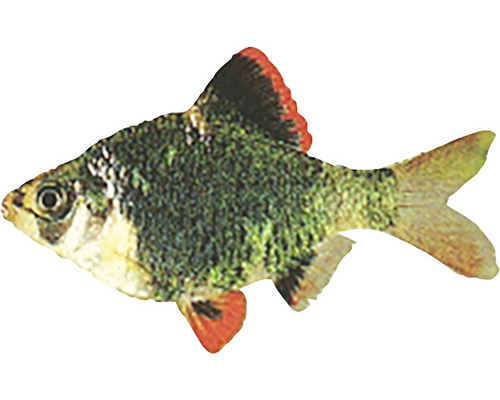 Purpurkopfbarbe Fisch für Aquarien
