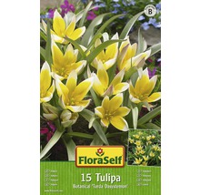 Verpackung mit 15 FloraSelf Tulipa Tarda Dasystemon Blumenzwiebeln