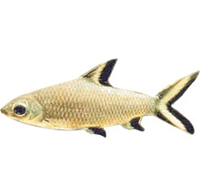 Siamesischer Rüsselbarbe Fisch